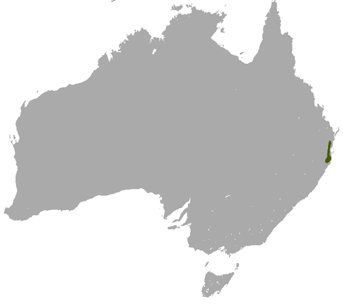 Subtropical antechinus